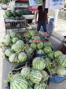 长垣青岗吃瓜事件,一场引发热议的社区冲突