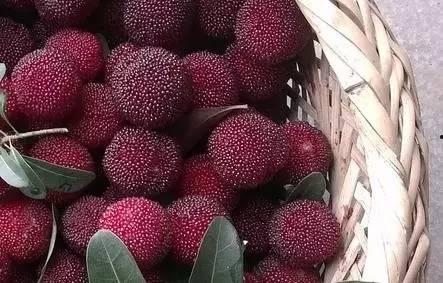 广州杨梅瓜怎么吃,广州杨梅瓜的多样食法探索