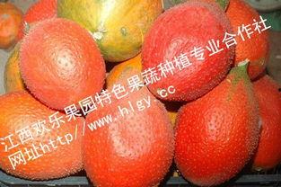 天堂吃瓜官方,揭秘网络红人的幕后故事