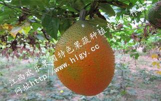 天堂吃瓜官方,揭秘网络红人的幕后故事