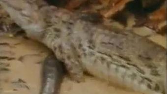 鳄鱼吃小瓜
