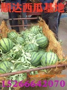 京瓜从哪头吃,从哪头吃，开启美味新体验