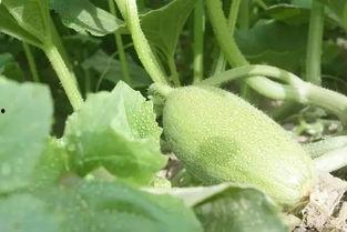 新疆吃瓜网红,瓜田里的美食探险家