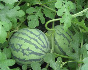 怀孕可以吃瓜咸吗,孕妇可以吃瓜咸吗？揭秘孕期饮食禁忌与营养搭配