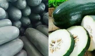 吃瓜特长,揭秘吃瓜特长背后的趣味与智慧