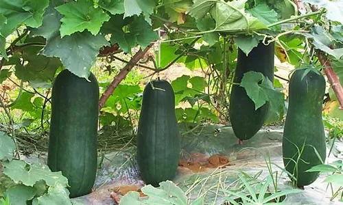 吃瓜治理,揭秘网络舆论场中的“瓜农”与“瓜果”