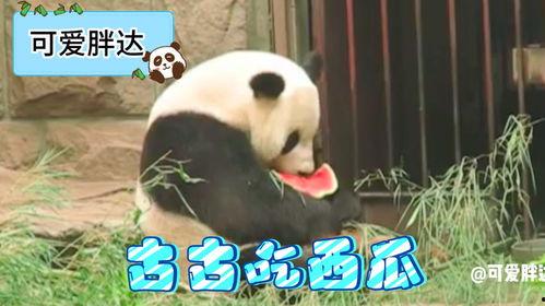 熊猫吃瓜,瓜果飘香，熊猫大快朵颐