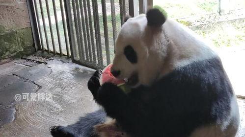 熊猫吃瓜,瓜果飘香，熊猫大快朵颐
