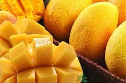 吃芒果可以吃小瓜吗