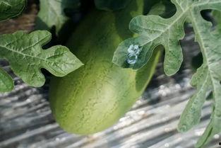 唐镇崩瓜怎么吃,解锁夏日清新美味的多重吃法