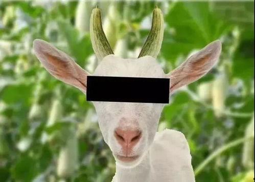 羊吃的瓜,田园风光尽收眼底