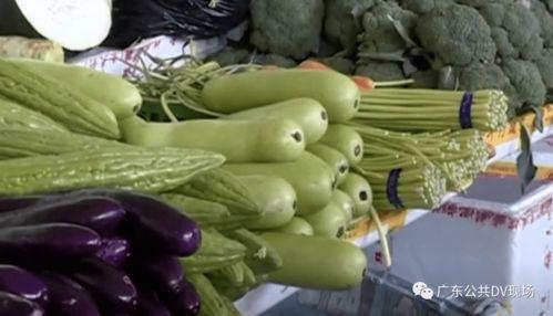 葫芦瓜不能随便吃吗